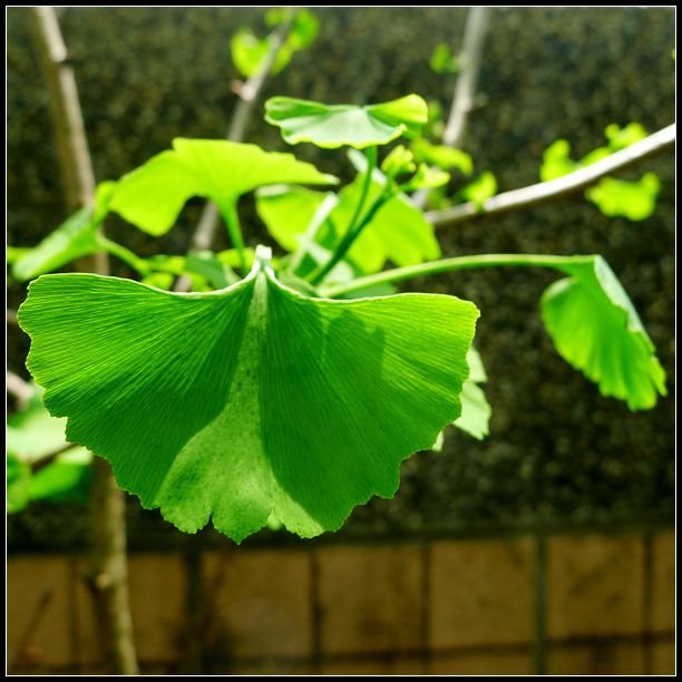P1560168_副本   小花