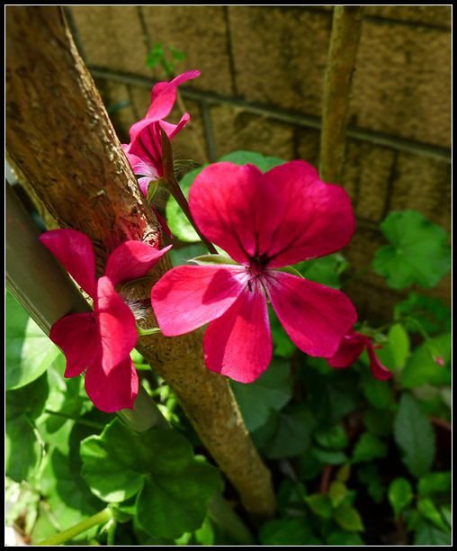P1560165   小花_副本　　　NEＷ