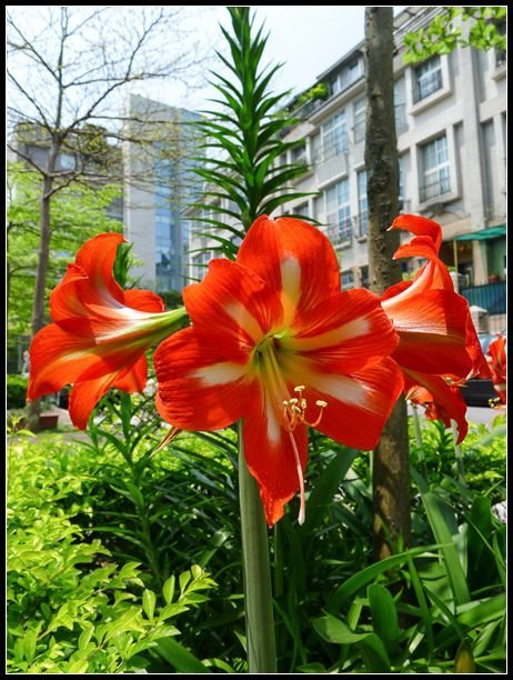 P1560137   小花_副本　　　NEＷ