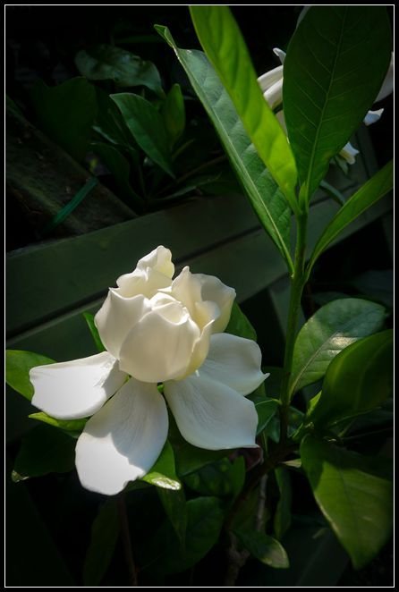 P1560071　　　　小花_副本　　　　小花