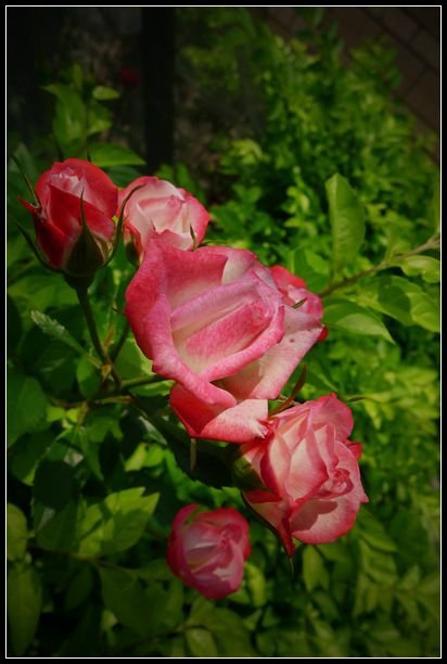 P1560088_副本   小花