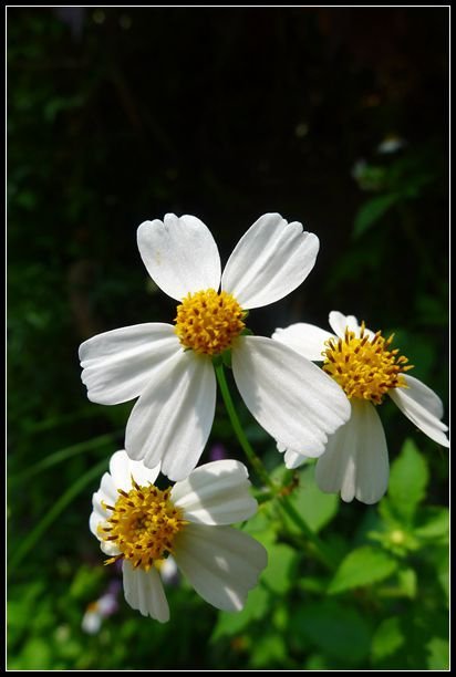 P1560068_副本   小花