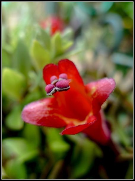 P1560085   小花_副本