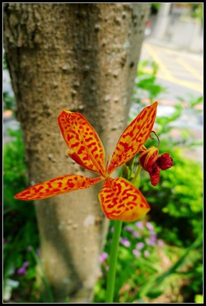 P1560095_副本   小花