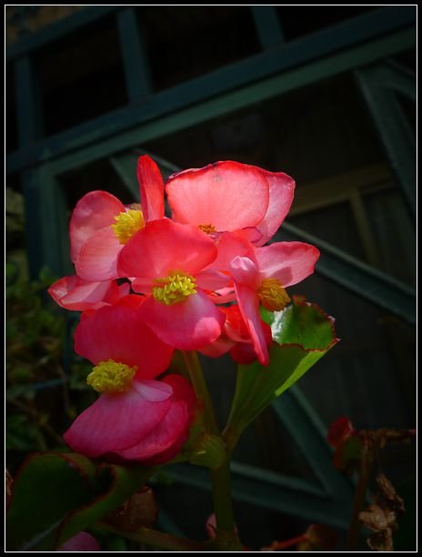 P1560076_副本   小花