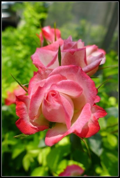 P1560094_副本   小花