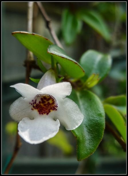 P1560082   小花_副本   小花