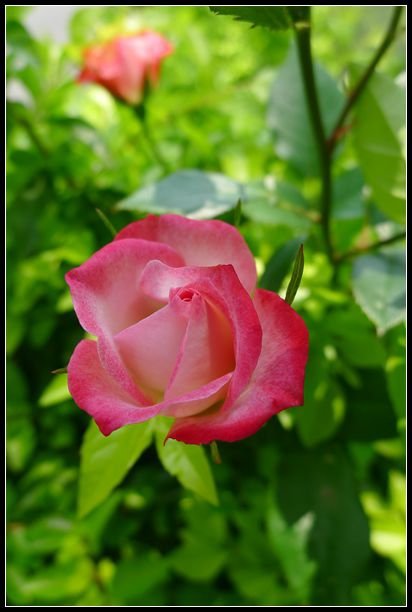 P1560091_副本   小花