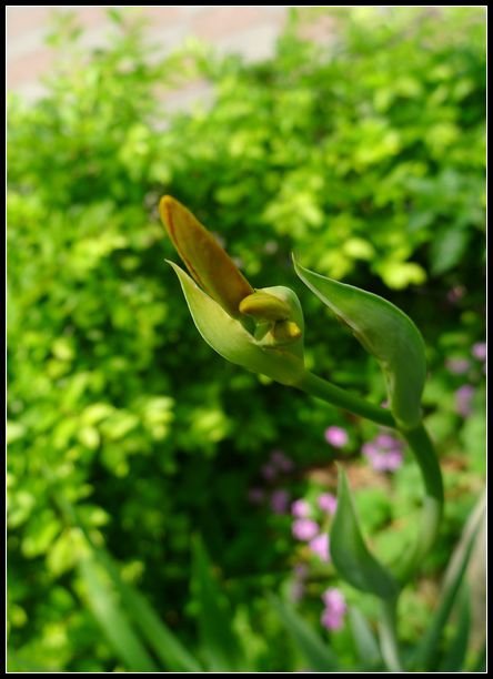 P1560097_副本   小花