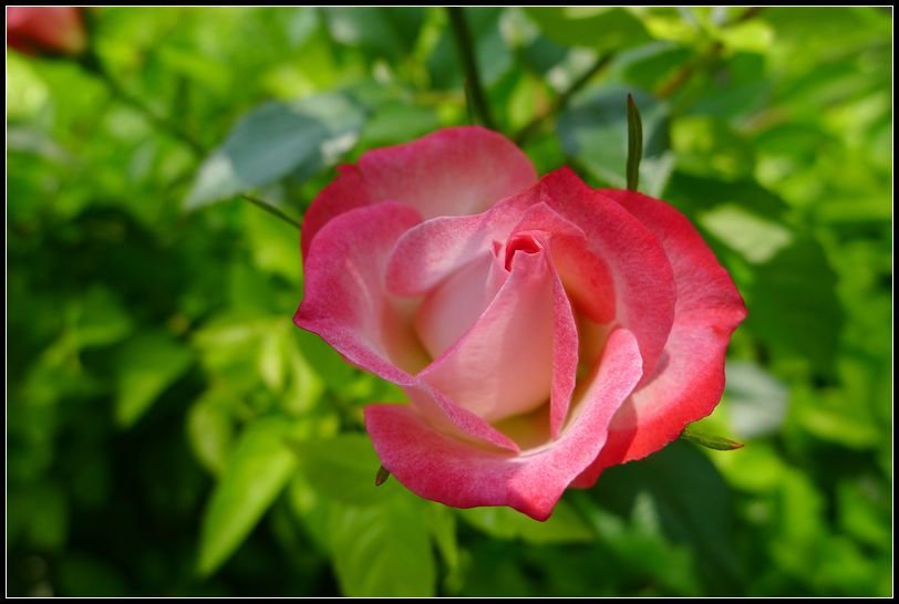 P1560089_副本   小花