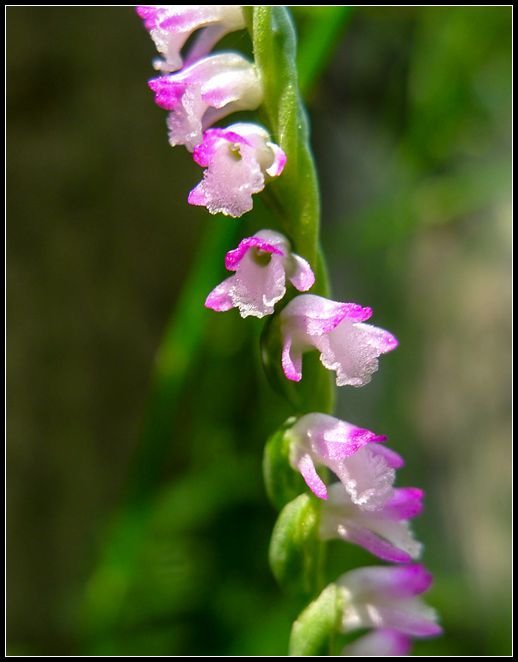 P1560054   小花_副本