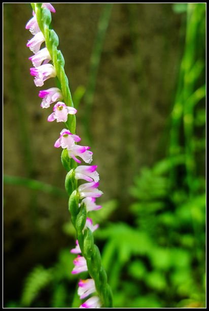 P1560058   小花_副本