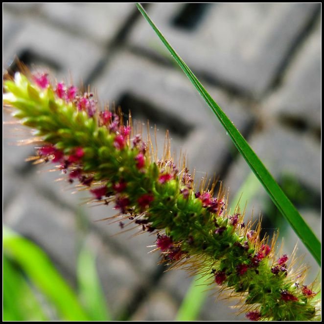 P1560046   小花_副本