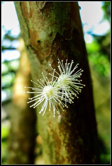 P1560016   小花_副本　　　NEＷ