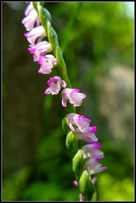 P1560056   小花_副本