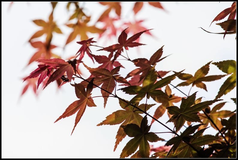 _MG_7429    紅葉_副本  台北奧萬大