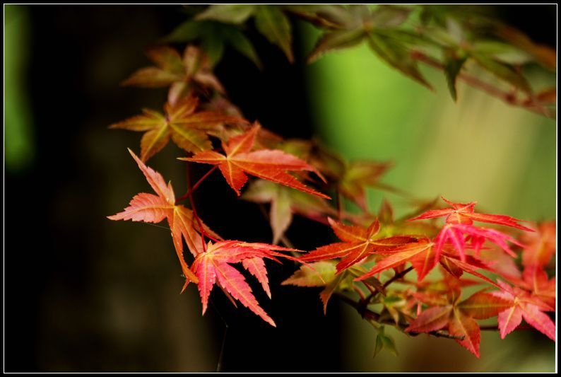 _MG_7390    紅葉_副本