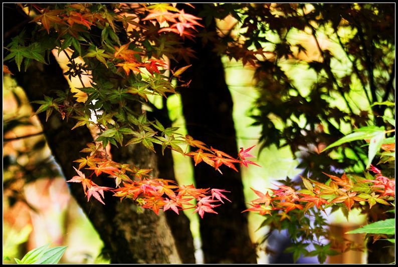_MG_7389    紅葉QQ_副本