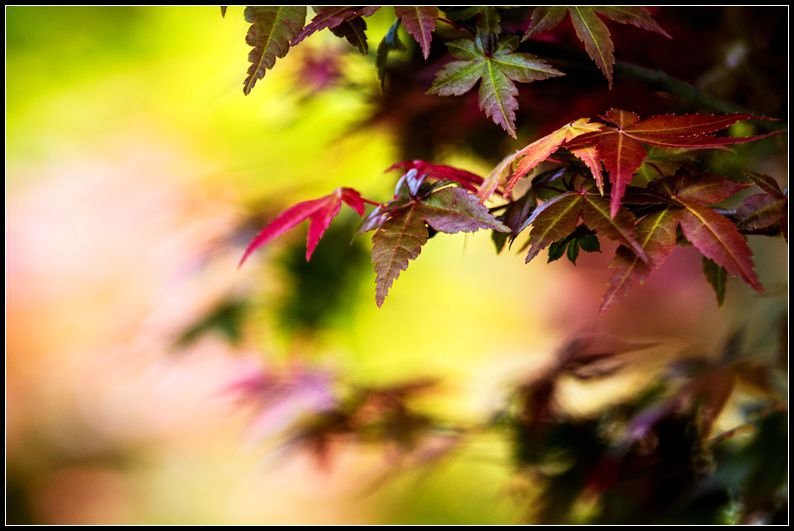 _MG_7400    紅葉_副本