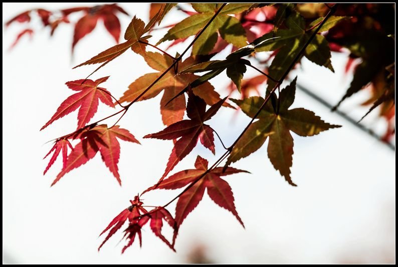 _MG_7427    紅葉_副本