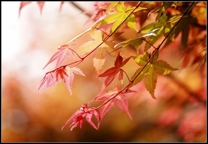 _MG_7425_副本  台北奧萬大