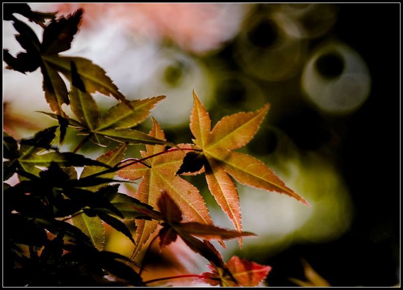 _MG_7517    紅葉_副本