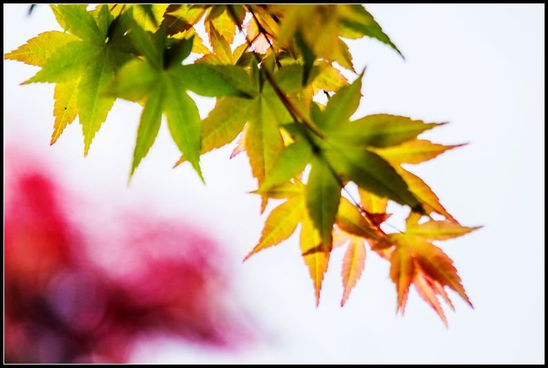 _MG_7473    奧萬大_副本