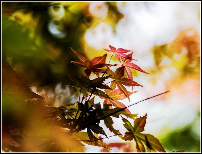 _MG_7518    紅葉_副本  台北奧萬大