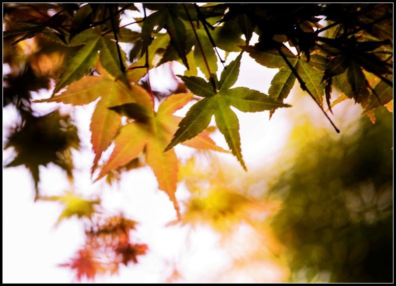 _MG_7508    紅葉_副本