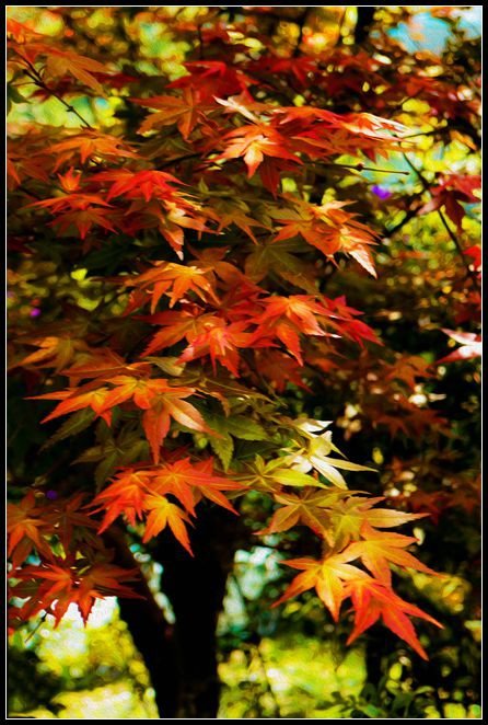 P1560435      紅葉～2._副本