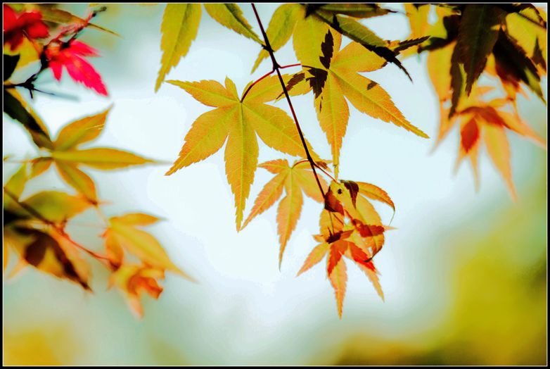 _MG_7535  紅葉_副本_副本