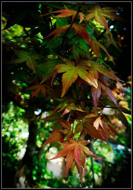 P1560421      紅葉～2._副本