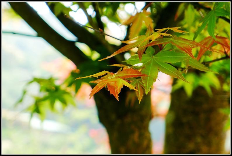 P1560405      紅葉～2._副本