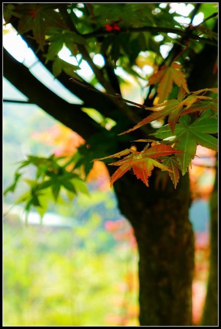 P1560406      紅葉～2._副本