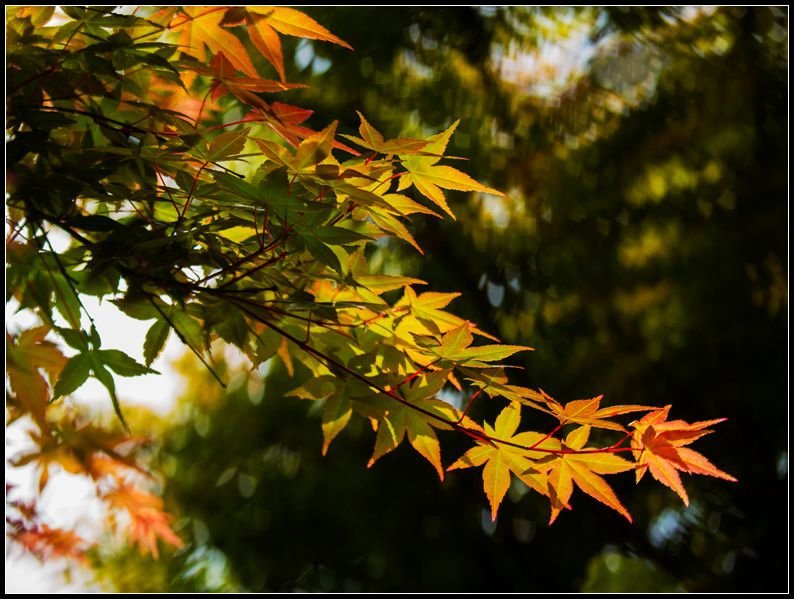_MG_7531    紅葉_副本