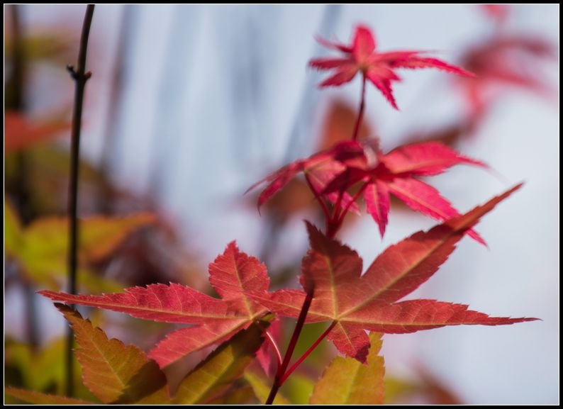 _MG_7465      紅葉～3._副本