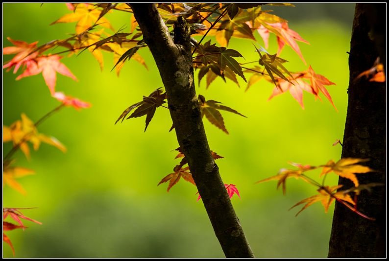 _MG_7418     紅葉～3_副本