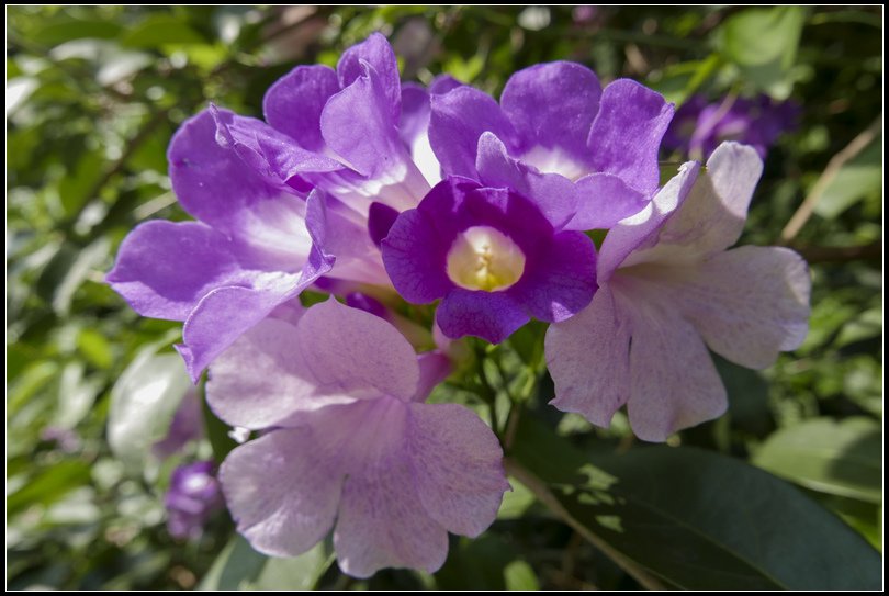 L1020646   OK  NEW FLOWER S