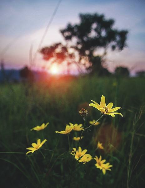 yellow-flowers-at-sunset-david-esteban.jpeg