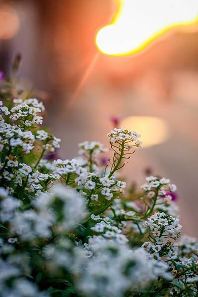 flowers-flowerbed-pot-sunset-beautiful-flowers-sunset-evening-backlight_73741-187.jpeg