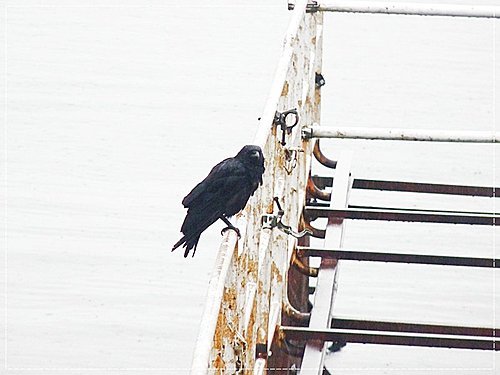 2011北海道之旅~支芴湖 07