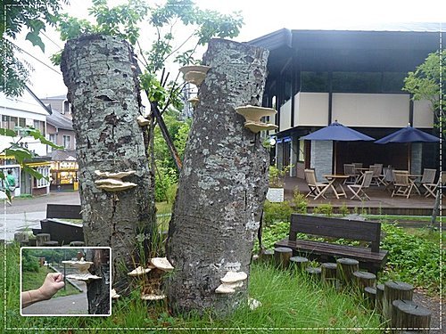 2011北海道之旅~支芴湖 20