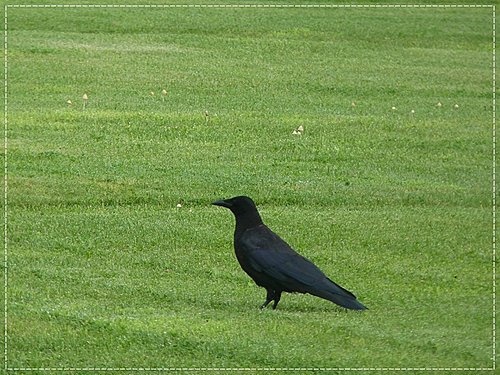 2011北海道之旅~登別海洋公園尼克斯(1)10