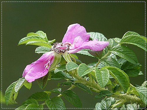 2011北海道之旅~登別海洋公園尼克斯(3) 05