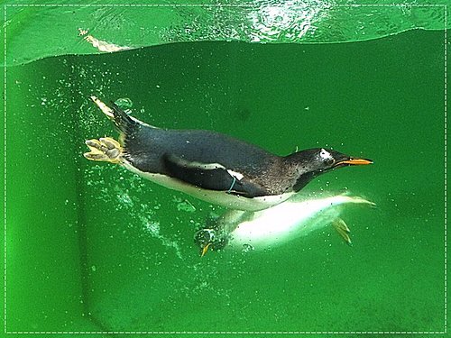 2011北海道之旅~登別海洋公園尼克斯(3) 12