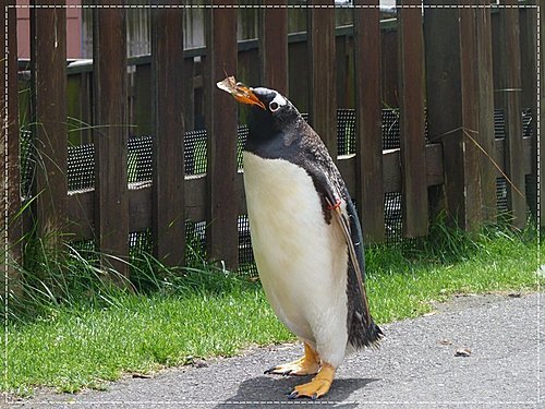 2011北海道之旅~登別海洋公園尼克斯(3) 16
