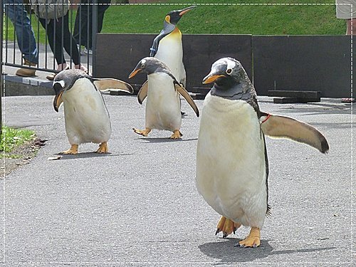 2011北海道之旅~登別海洋公園尼克斯(3) 15