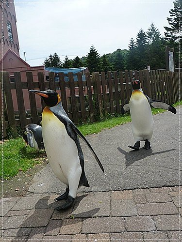 2011北海道之旅~登別海洋公園尼克斯(3) 20