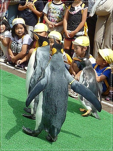2011北海道之旅~登別海洋公園尼克斯(3) 23