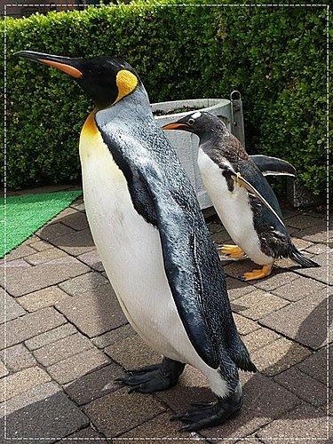 2011北海道之旅~登別海洋公園尼克斯(3) 21